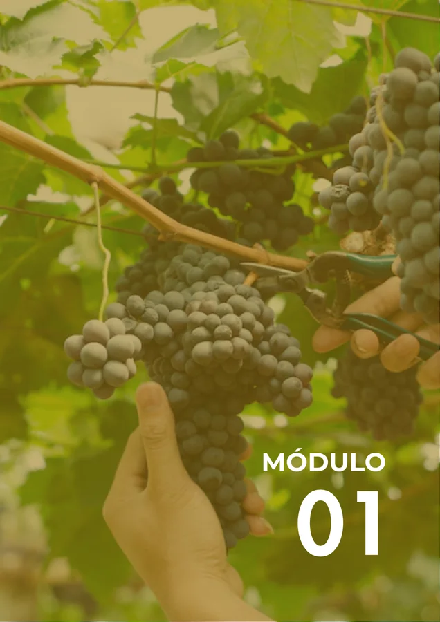 Módulo 01