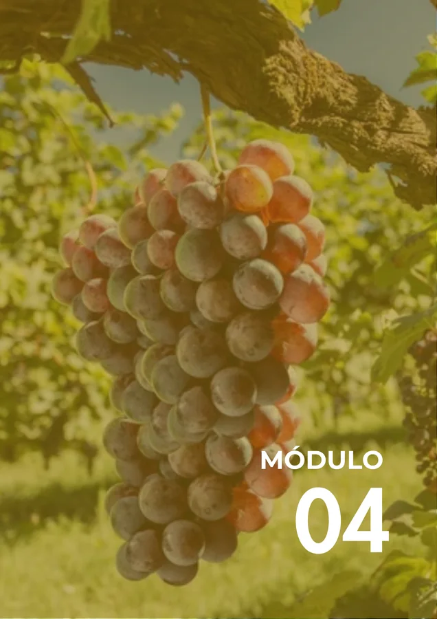 Módulo 04